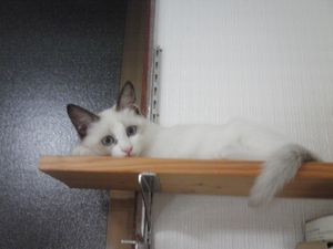 ねこ